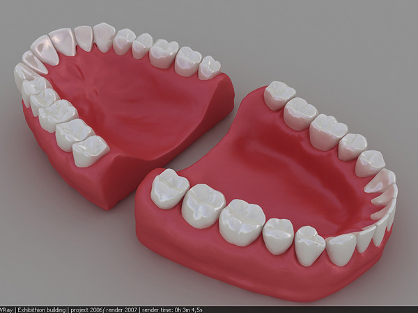 3d dentition model - dentition .max by marcel23d